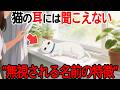 【ネコ語翻訳】 猫に付けたらNGな名前…実はこう聞こえてるよ