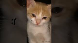 قطه تبكي 😭مقطع مؤثر 👆