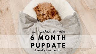 F1B Mini Goldendoodle 6 Month Pupdate! // Growing Up 8 weeks to 6 months // Puppy Milestones