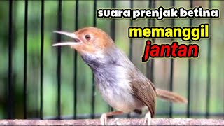 Prenjak Manapun Bakal Nyaut Dan Gacorpancingan Prenjak Pikat