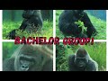 HUGE SILVER BACK GORILLAS!! MEET THE BACHELOR GROUP AT LOUISVILLE ZOO