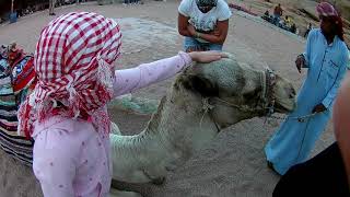 Араб мучает верблюда ради развлекухи туристов
