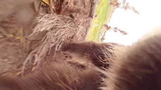 Grizzly Vs. GoPro