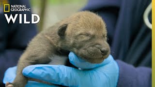 Newborn Red Wolf Puppies Secrets Of The Zoo