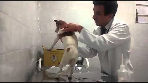 Como calcular fluidoterapia em cães?