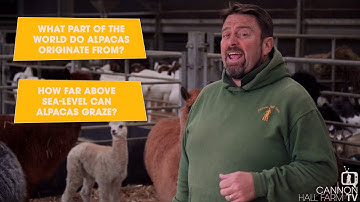 All about alpacas: Cannon Hall Farm