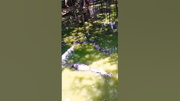 khu rừng nhiều  cá sấu khổng lồ #animals #shorts
