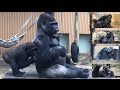 背後から攻めろ‼︎兄弟に受け継がれる個性？⭐️ゴリラ Gorilla【京都市動物園】Attack from behind! Brotherhood personality inherited？