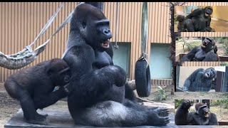 【Kyoto】Gorilla⭐️ Attack from behind! Brotherhood personality inherited？