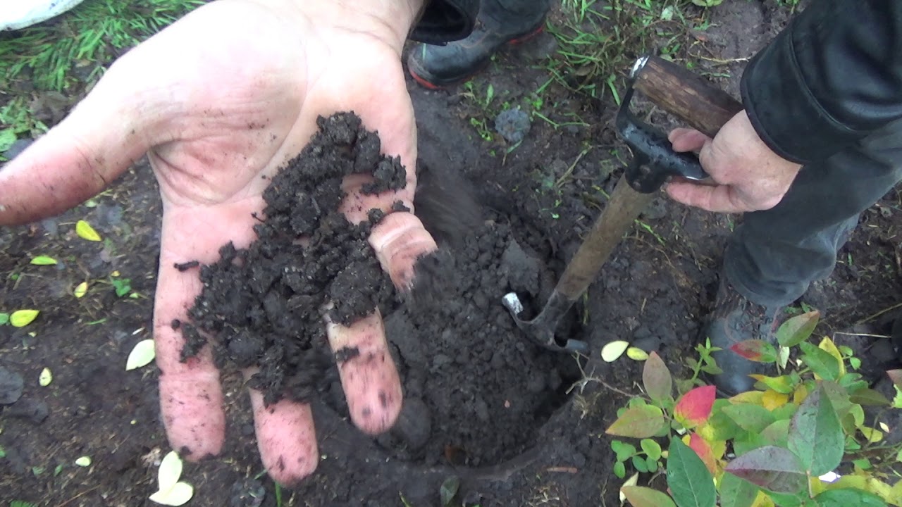 Jak posadzić borówkę?