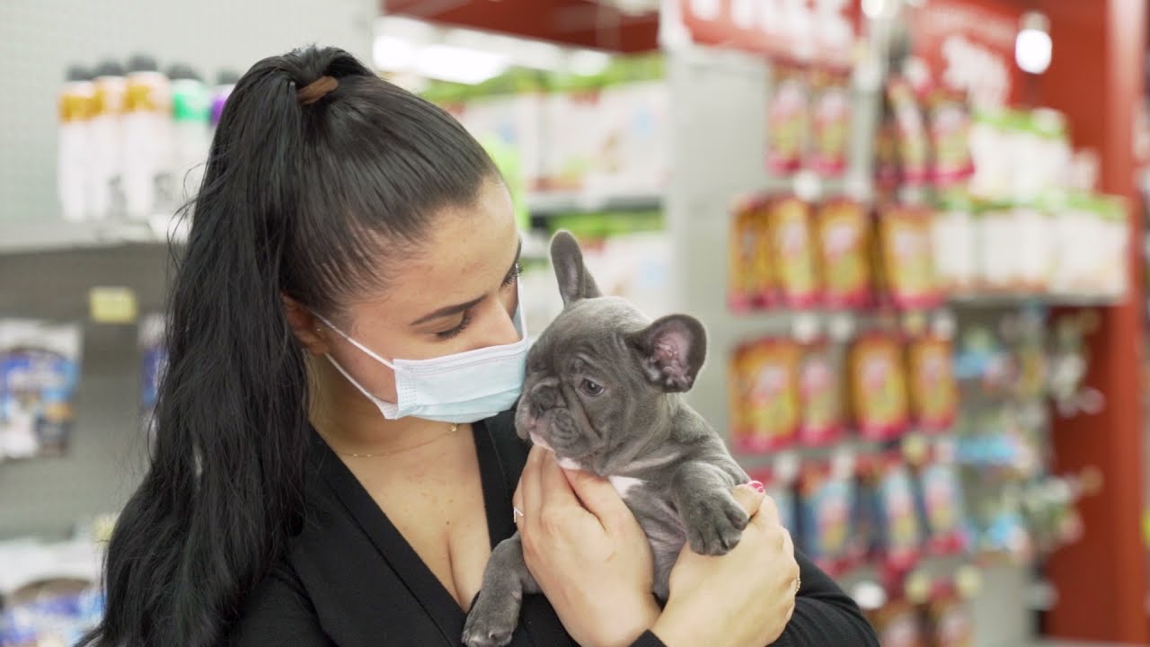 4 Top Dog Breeds That Don't Bark | Petland Texas