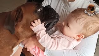 Boxer dog and 4 months old baby enjoy themselves