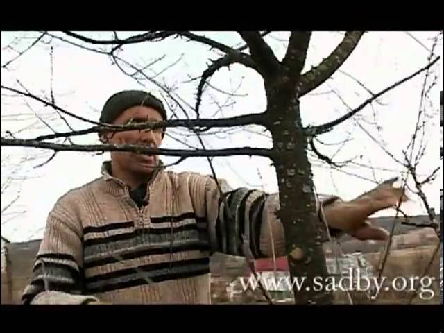 Обрезка вишни весной