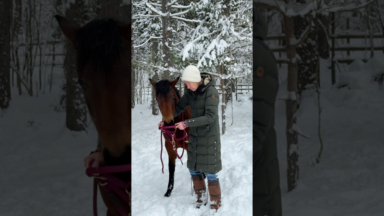 Billie loves to cuddles after halter training♥️ 