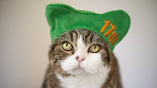 ねこまる mqdefault.jpg