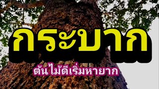 ต้นกระบาก ไม้ดีที่ถูกลืม ep125