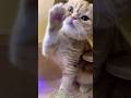erleichtert👆🏻#cat#gato#gata #kitten#chat#gatto#kat#köttur#Γάτα#kissa#kattarhindu
