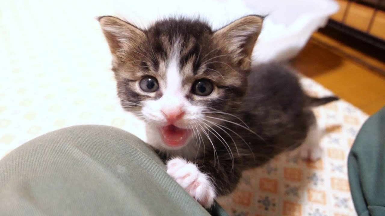 子猫が「遊んでください」と鳴きながらやって来ました【赤ちゃん猫　保護猫】