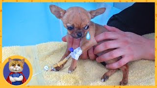 The rescue of Kuksik. How to cure a little puppy that eats nothing. Emergency veterinary care