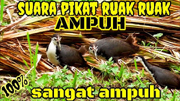 suara pikat ruak ruak paling gacor sangat ampuh 1000% di jamin panen