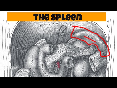 The Spleen-Human Body Organs
