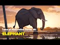 Tales of motivation series 10 elephant