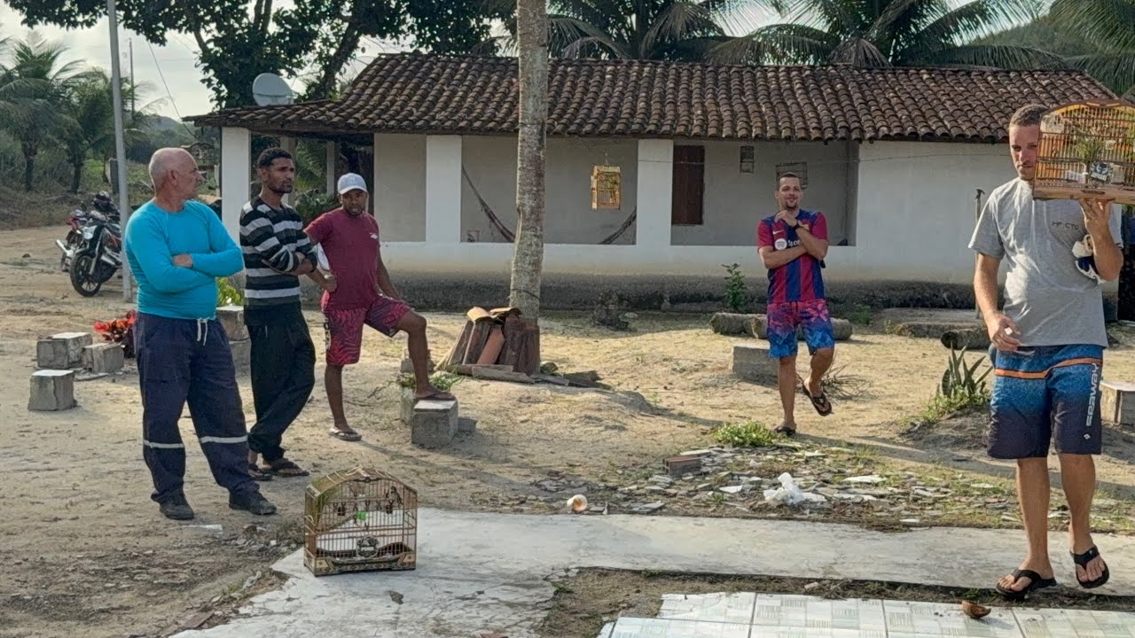 CAMPEADA DE PAPA CAPIM E COLEIROS CUIDA QUE  ESTAMOS DE VOLTA 🔥 #coleiro 
