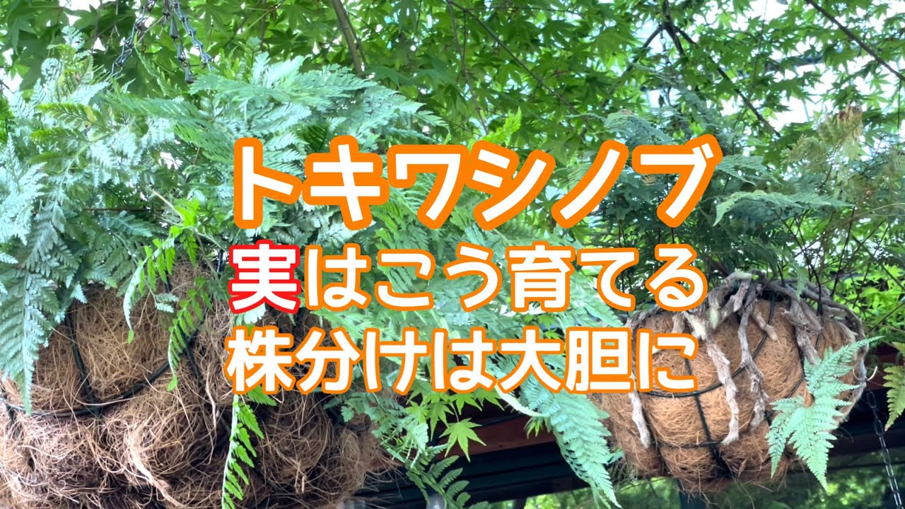 【ハンギングプランター】 トキワシノブの株分け【植え替え】