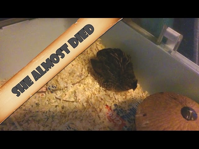 Button quails (King quail), White almost died class=