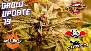 GROW UPDATE 19 - HOW TO SUPERCROP