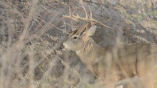 Celebrity AAA warns drivers of increased deer related crashes during fall season Wealth