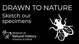 Drawn to Nature: Flies