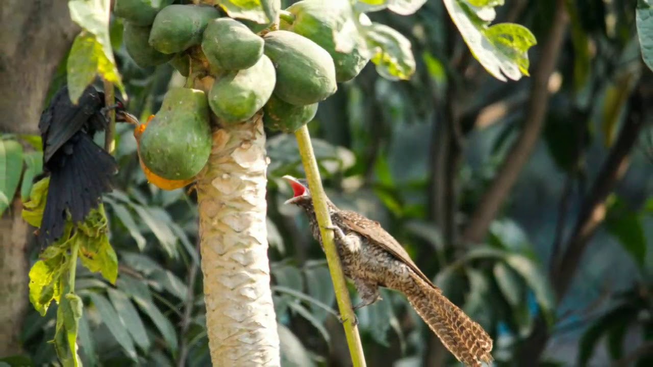 Asian koel (male & female) স্ত্রী ও পুরুষ কোকিল 