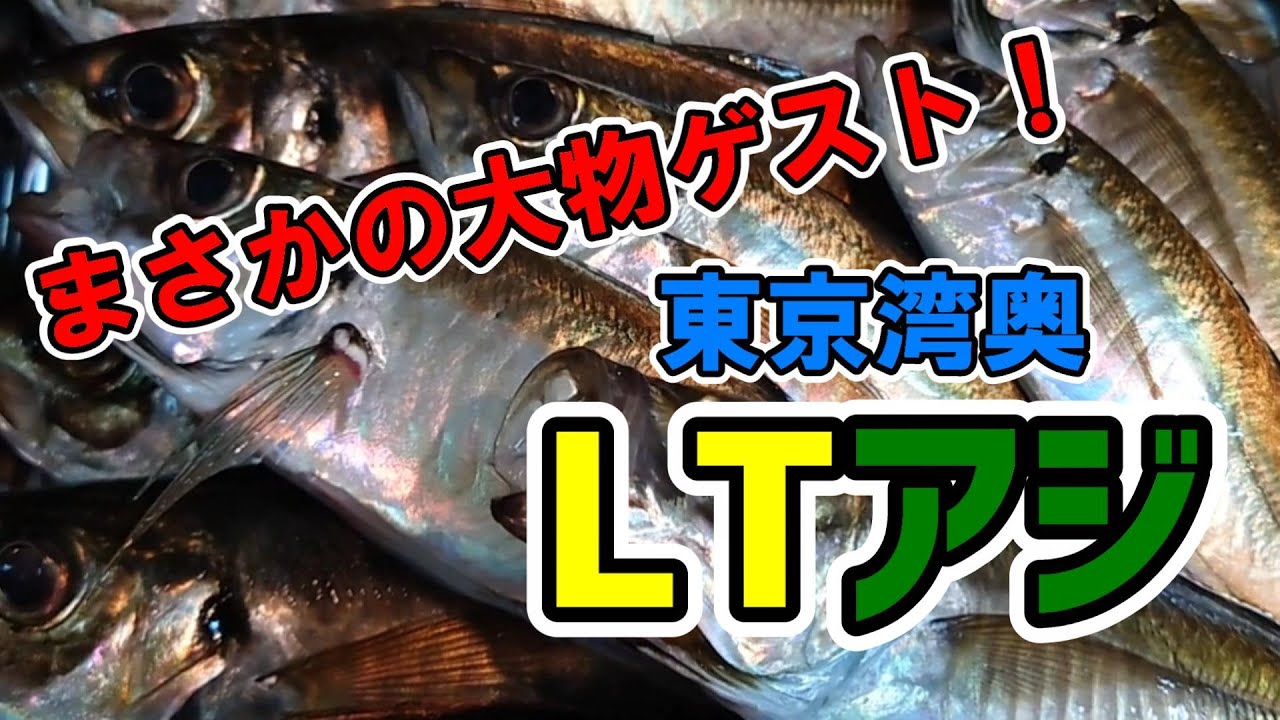 東京湾 まさかの大物 東京湾奥のltアジ 船釣り Youtube