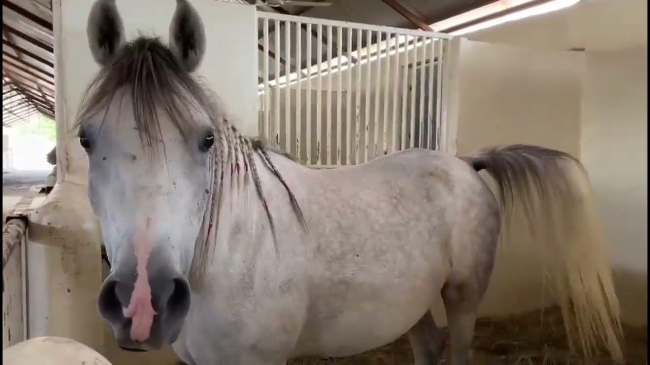 Qhow to make a horse sound on ঘােড়া নাম খালেদা nice Horse YouTube