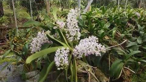 Một giò lan Ngọc Điểm rừng trồng thớt nhiều vòi hoa tại runglan3thang2.com