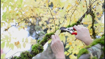 Autumn Pruning: Using a Light Touch to Maximize Fall and Winter Beauty