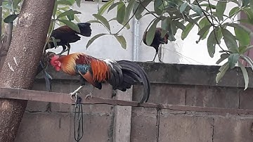 qaib qus daj zoo nraug heev 29/4/2018..0302281162