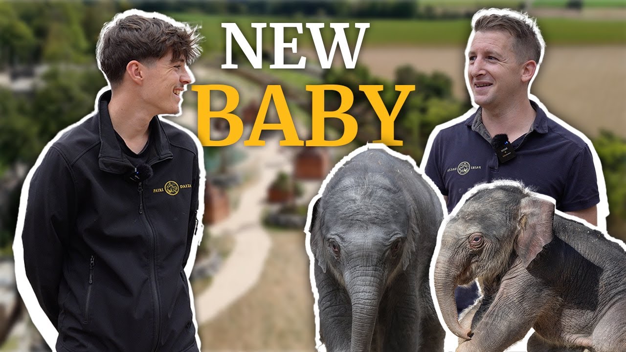 🐘 Une nouvelle naissance pleine d'émotions chez les éléphants !