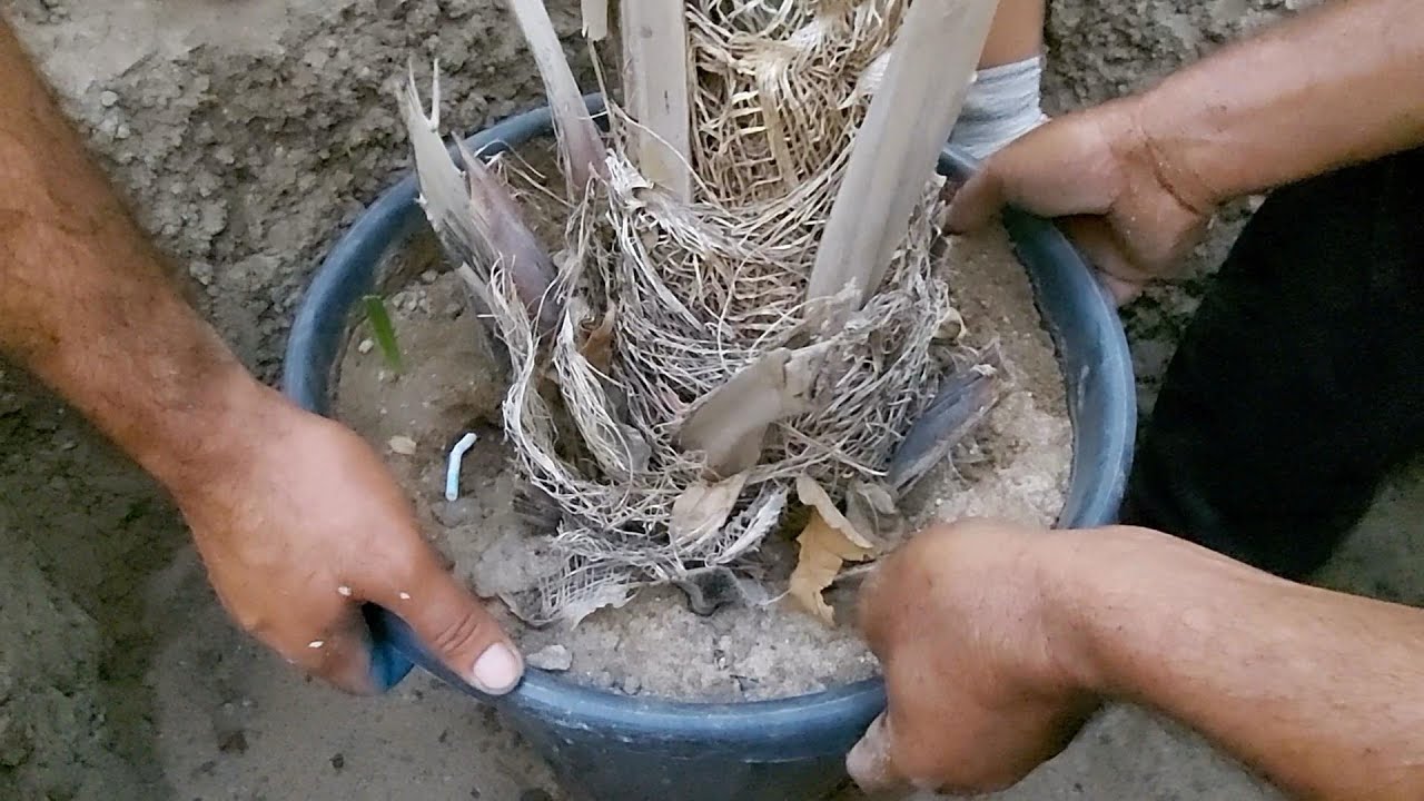 طريقة غرس الفسيلة في الارض المباشرة بعد مرور سنه من زرعتها في السندانه