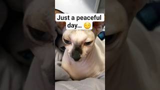 🔥 My Cat Went From 0 to 100 Real Quick 😂🐱#Shorts #SphynxCat #FunnyCats #FunnyAnimals #TheFurMayhem