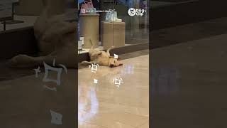 เมื่อห้างสรรพสินค้าอนุญาตให้น้องหมาเขามาหลบหนาวได้  #น่ารัก #หมา #โกลเด้นรีทรีฟเวอร์