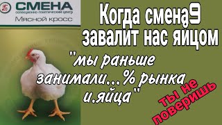 Бройлер СМЕНА 9, как быстро завалит яйцом. Отвечает руководитель направления селекции.