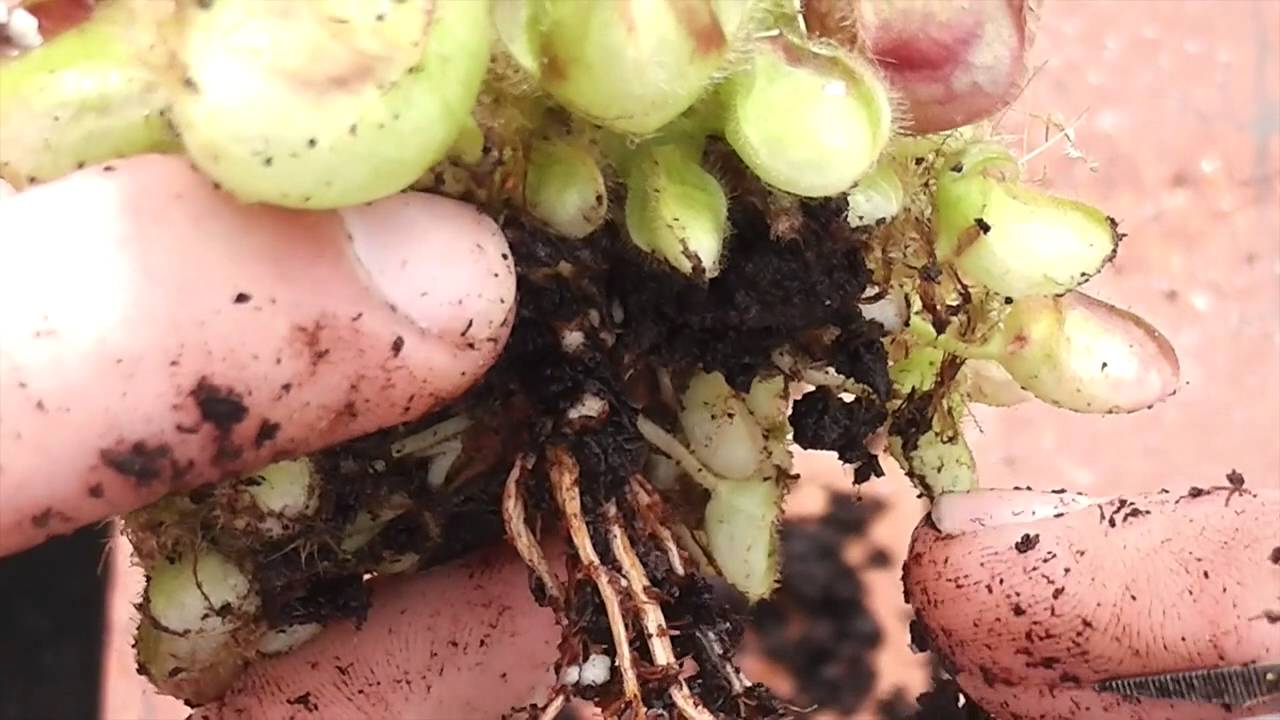 Trasplante y división de Cephalotus