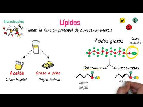 Video: ¿Entran los lípidos al lacteo?