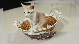 Kitten in a Basket 🧺🤩 by CAT Lover 61 views 2 years ago 42 seconds