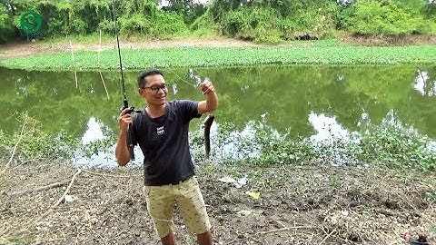 Tóm lưỡi, làm thẻo và câu cá lóc | Rê cá lóc đồng | Fishing | Sắc Màu VN