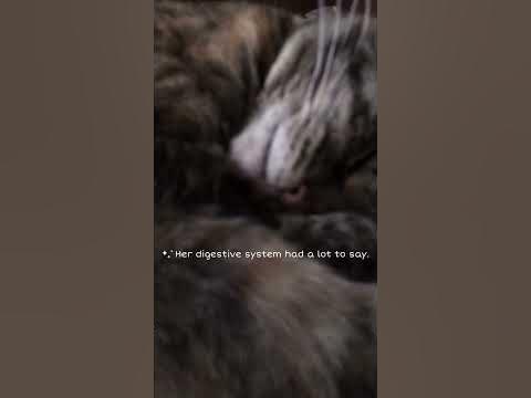 Cat Stomach Noises - YouTube