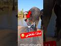 ماذا ؟؟