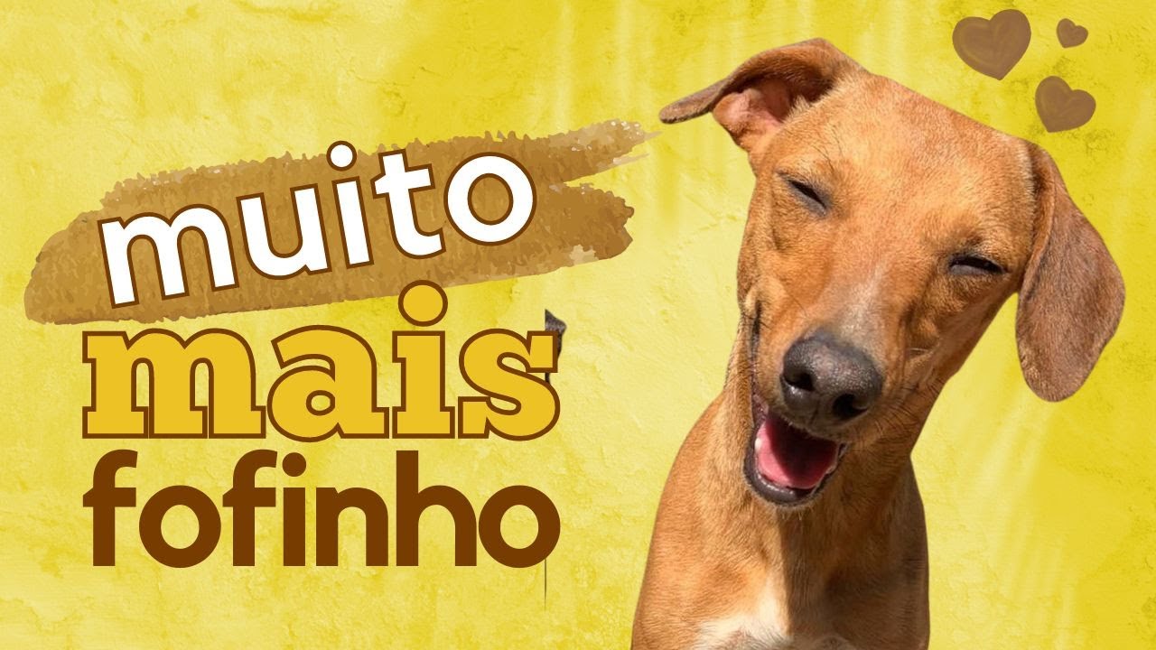 Animais Engraçados ┃Gatos e Cães Adoráveis 2022